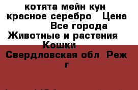 котята мейн кун, красное серебро › Цена ­ 30 - Все города Животные и растения » Кошки   . Свердловская обл.,Реж г.